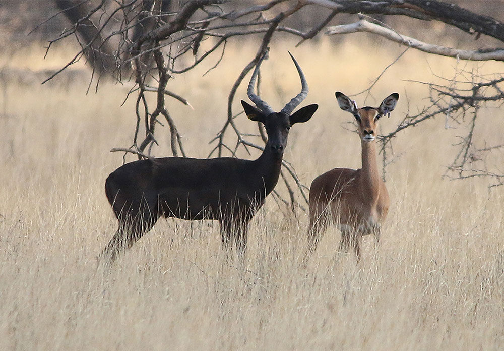 IMPALA