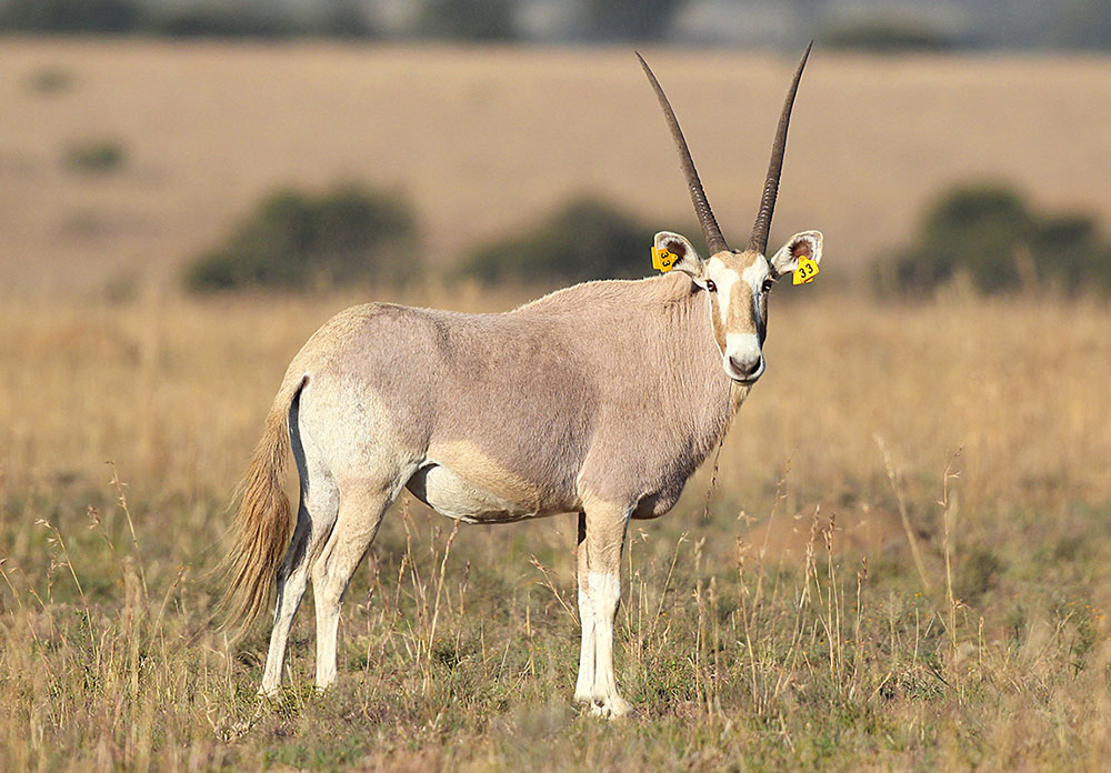 Golden-Oryx-H4-33