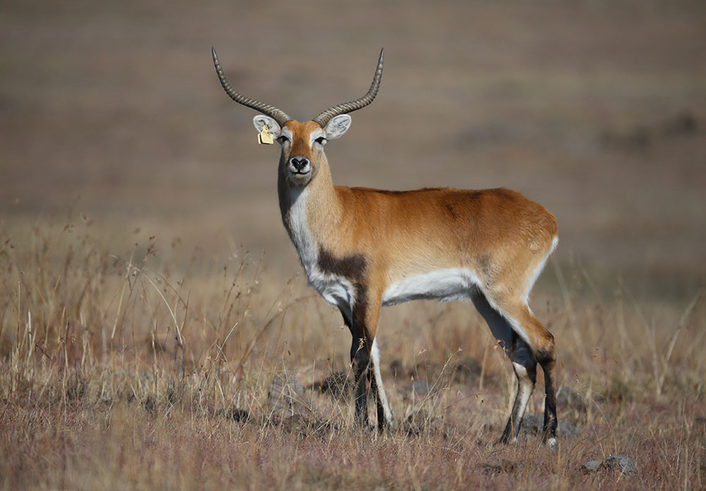 Lechwe-H1-02